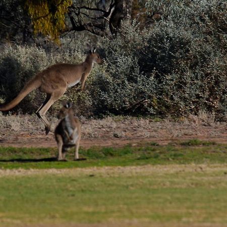 Renmark Country Club Exteriör bild