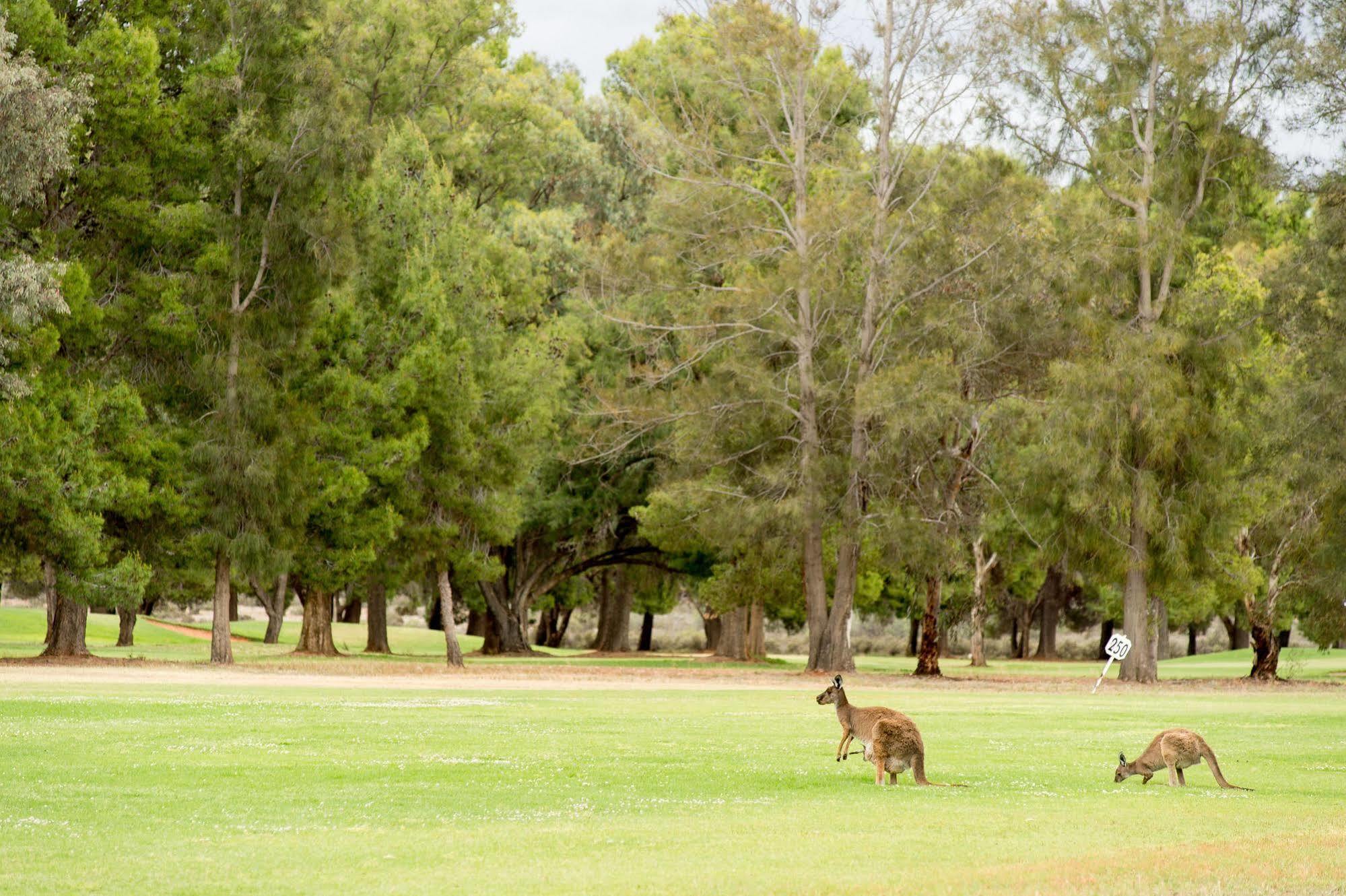Renmark Country Club Exteriör bild