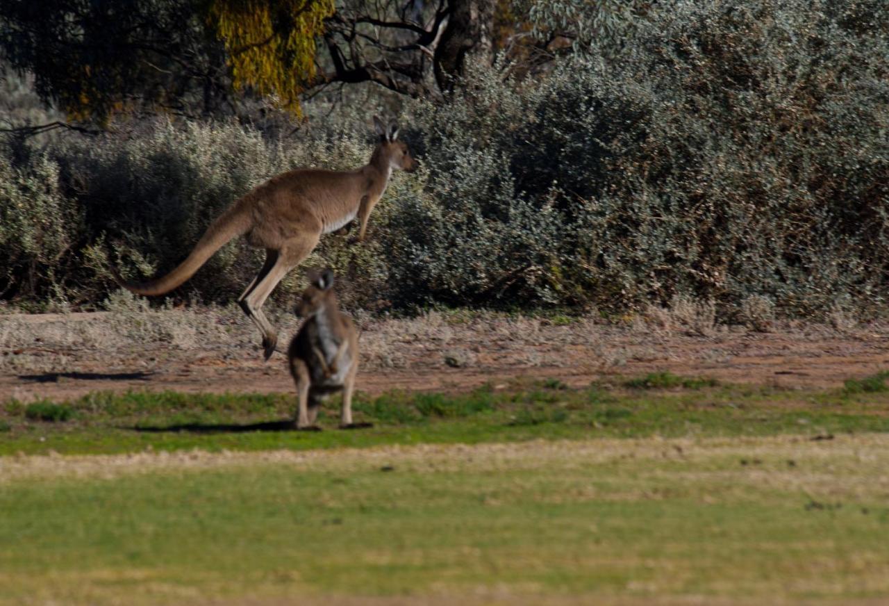 Renmark Country Club Exteriör bild